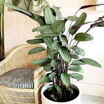 Load image into Gallery viewer, Grey Star
