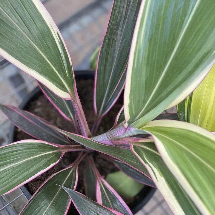 Cordyline Pink Diamond