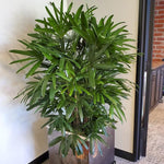 Load image into Gallery viewer, Lady Palm
