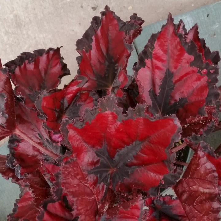 Painted-leaf Begonia