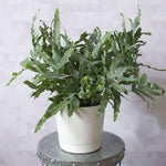 Load image into Gallery viewer, Blue Star Fern
