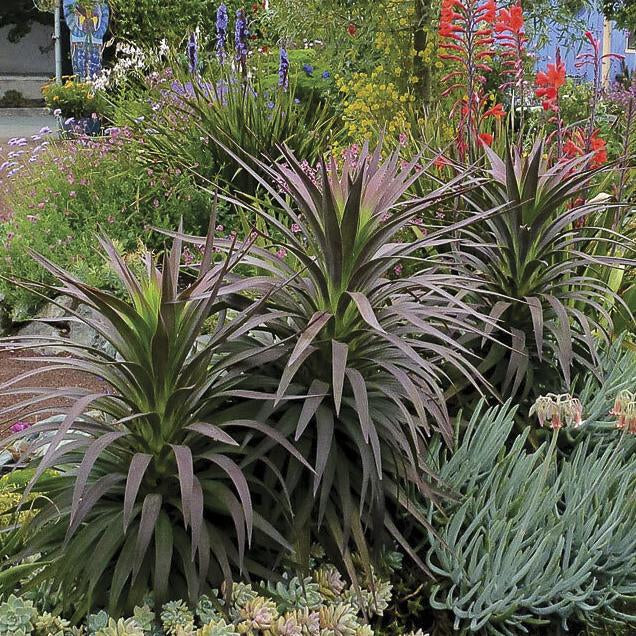 Yucca Spellbound