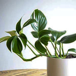 Load image into Gallery viewer, Dragon Tail Plant
