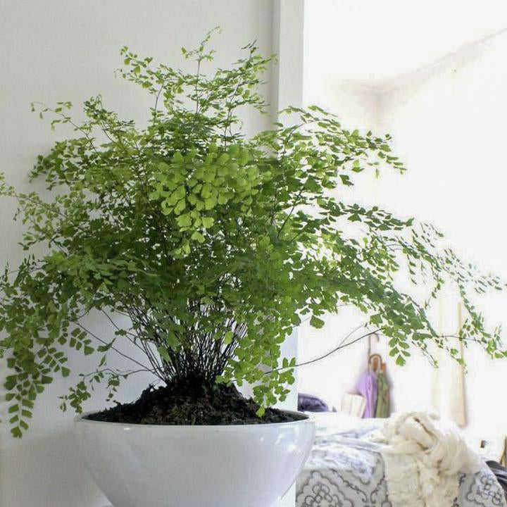 Maidenhair fern