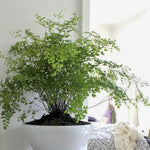 Load image into Gallery viewer, Maidenhair fern
