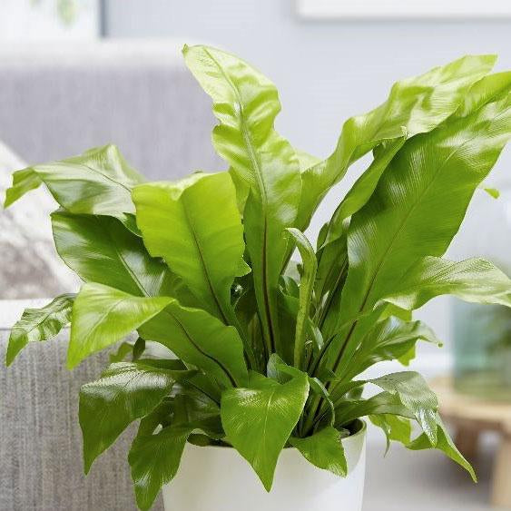 Bird's Nest Fern