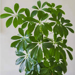 Load image into Gallery viewer, Dwarf Umbrella Tree
