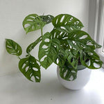 Load image into Gallery viewer, Swiss Cheese Plant
