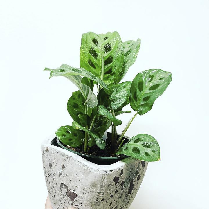 Prayer Plant