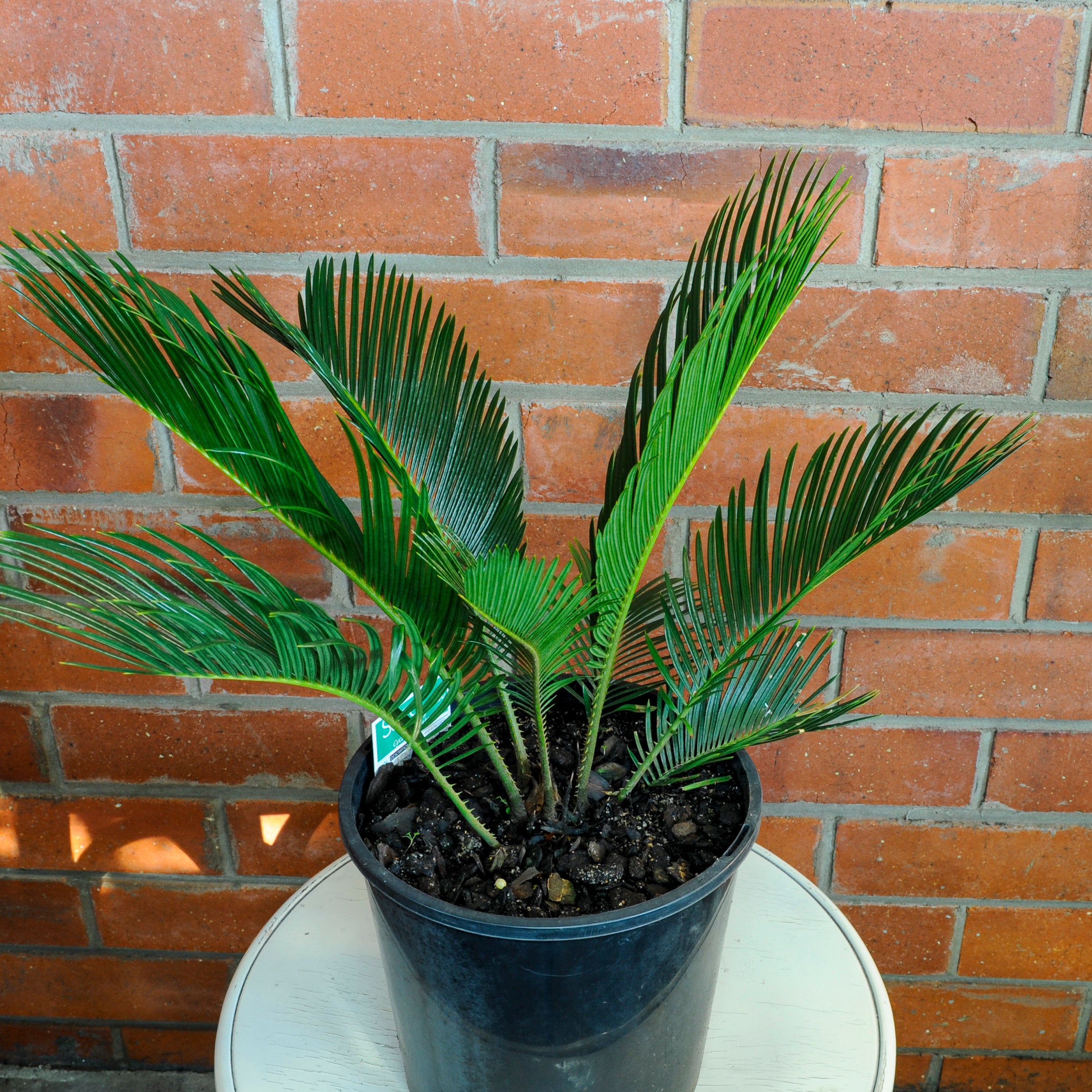 Sago Cycad