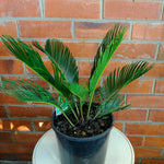 Load image into Gallery viewer, Sago Cycad
