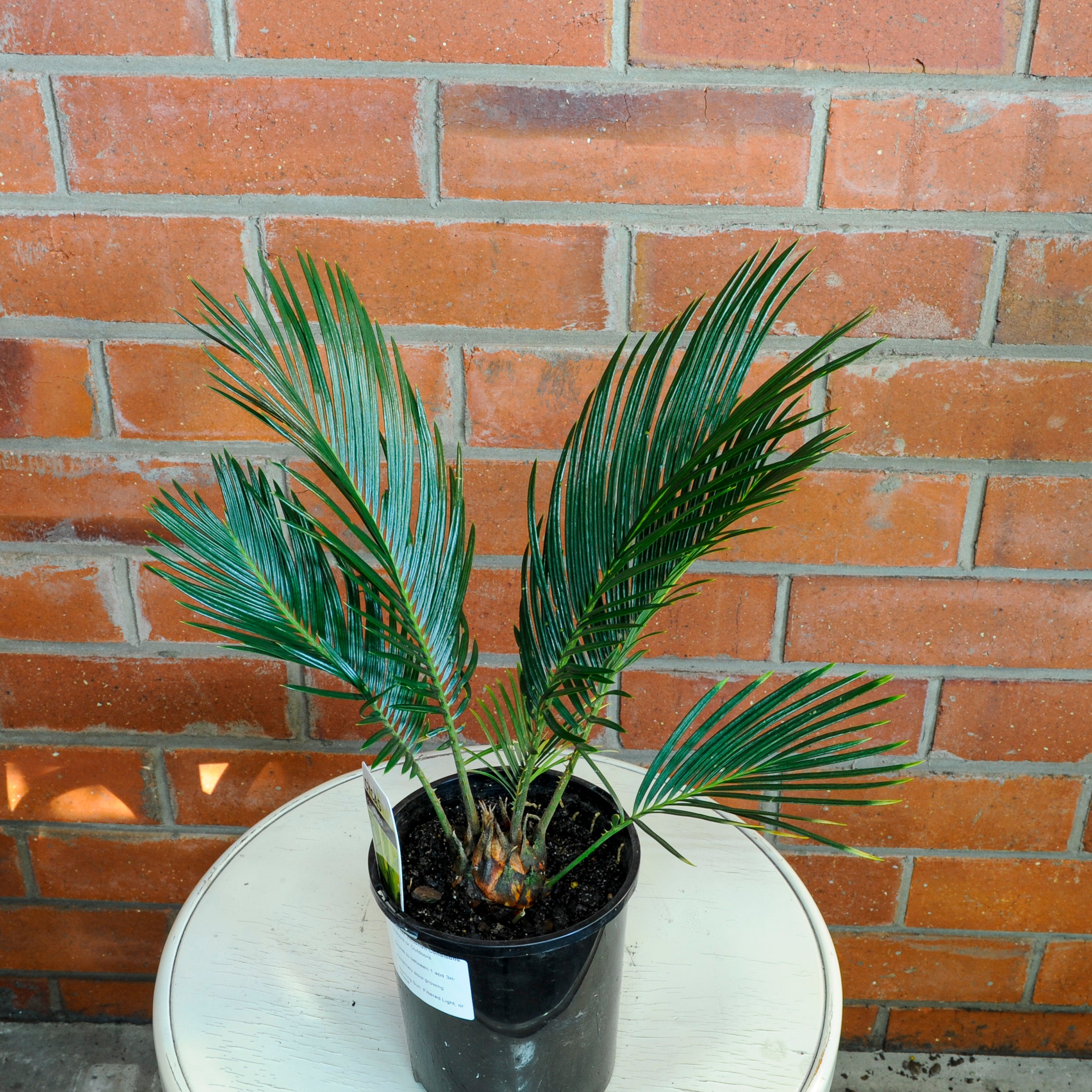 Sago Cycad