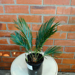 Load image into Gallery viewer, Sago Cycad
