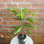 Load image into Gallery viewer, Lady Palm
