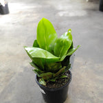 Load image into Gallery viewer, Norfolk Gem Fern
