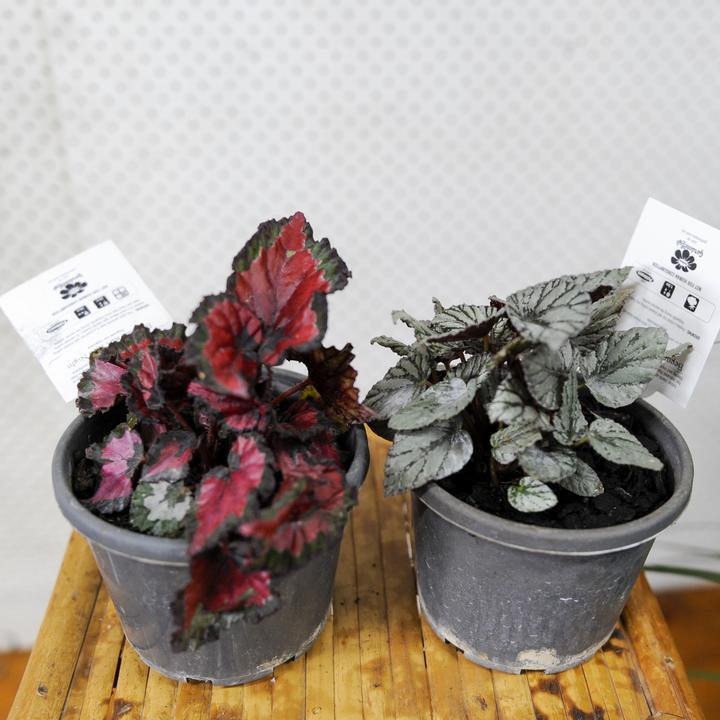 Painted-leaf Begonia