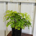 Load image into Gallery viewer, Maidenhair fern
