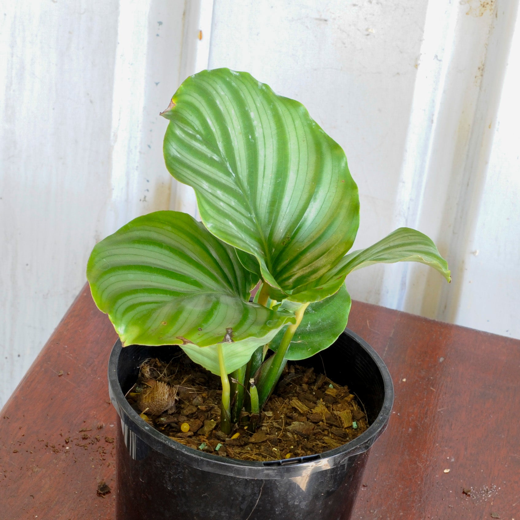 Calathea Orbifolia