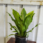 Load image into Gallery viewer, Bird&#39;s Nest Fern
