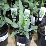 Load image into Gallery viewer, Blue Star Fern
