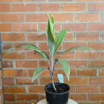 Load image into Gallery viewer, Cordyline Pink Diamond
