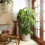 Load image into Gallery viewer, Umbrella Plant
