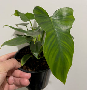 Philodendron Golden Dragon