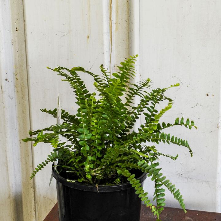 Duffi Fern