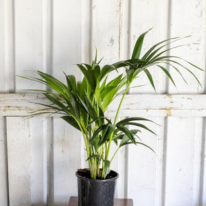 Kentia Palm