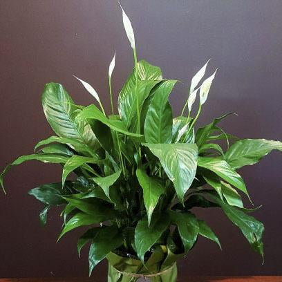 Peace Lily