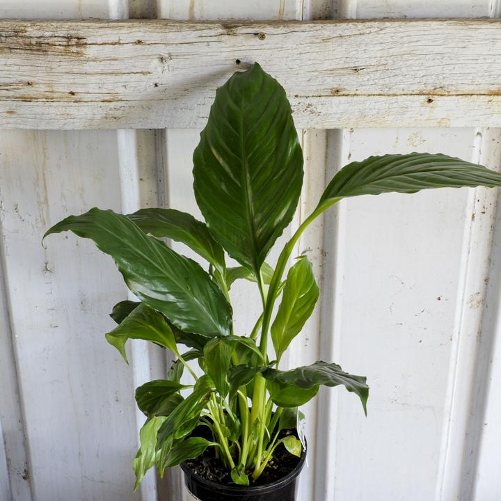 Peace Lily