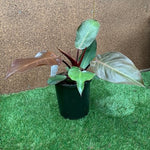 Load image into Gallery viewer, Philodendron Orange Prince
