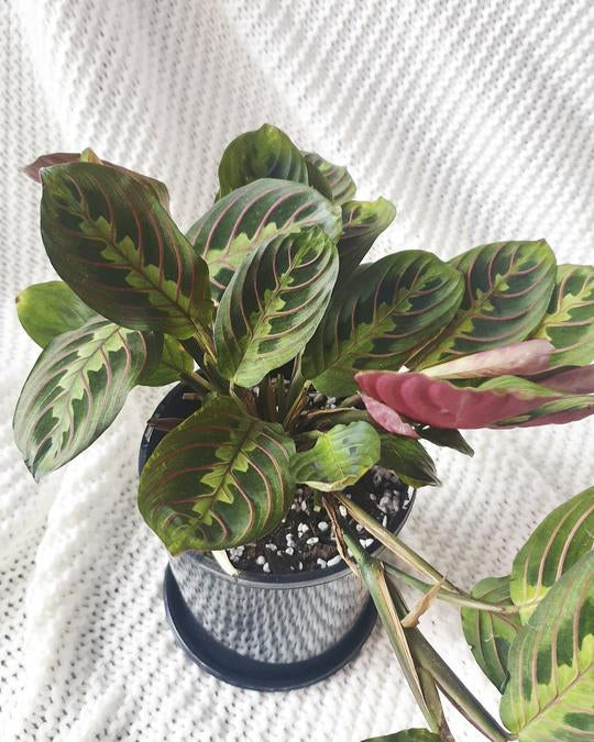 Red Vein Prayer Plant